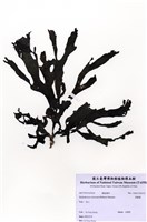 藏品(厚網藻)的圖片